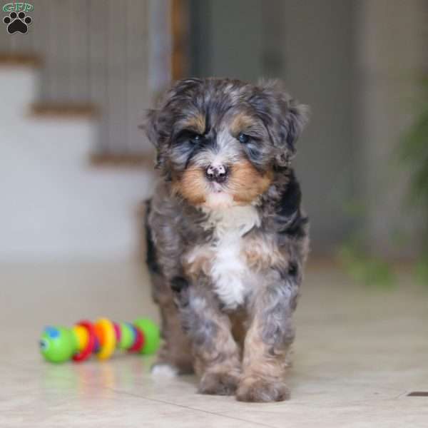 Trump, Mini Bernedoodle Puppy